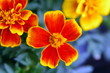 природа