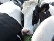 Vaches de Notrmandie