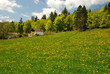Field of dandelions in "Vallée de la Sagne et des Ponts", Switze Field of dandelions in "Vallée de la Sagne et des Ponts", Switze