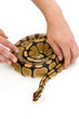 Person handling snake