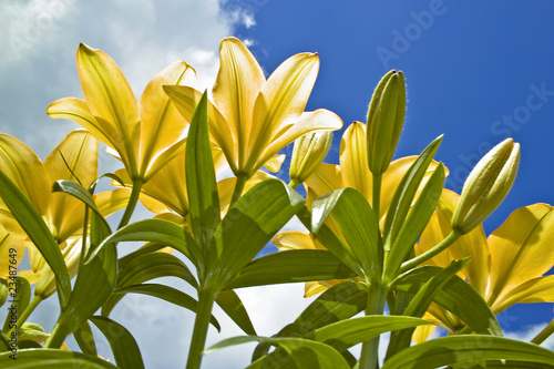 Foto: Lilien von unten Lilien von unten