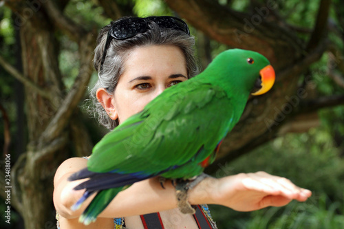 Photo: grand eclectus male grand eclectus male