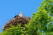 Stork
