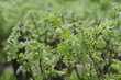 fresh acacia leaves in the spring fresh acacia leaves in the spring