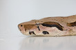 Snake photo