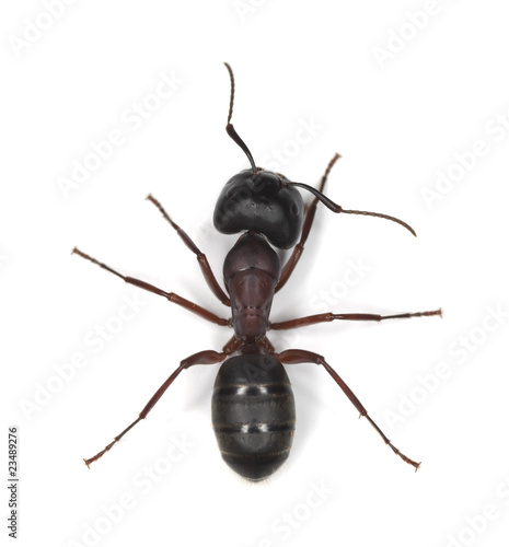 Photo: Carpenter ant isolated on white background Carpenter ant isolated on white background