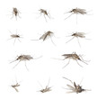 Mosquitos isolated on white. Mosquitos isolated on white.