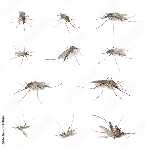 Foto: Mosquitos isolated on white. Mosquitos isolated on white.