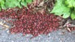 a pile of Pyrrhocoris apterus (firebug)