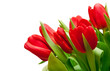 red tulips