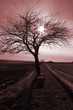 Baum im Gegenlicht