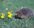 Igel_115888
