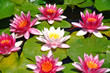 Flores de un pantano.