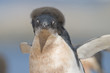 Young Adelie Penguin on Yalour Island, Antarctica.