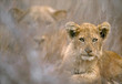 A lion cub and her mother in Kruger National Park, Africa.