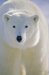 Polar Bear, Churchill, Manitoba, Canada.