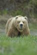 Big Brown Bear showing teeth. McNeil River, Alaska.