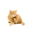 kitten scratching kitten scratching
