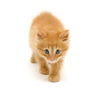 kitten