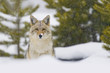 Coyote in Snow Storm. Yellowstone National Park, Wyoming.