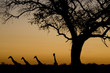 Giraffe silhouettes at sunset. Etosha National Park, Namibia.