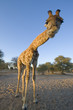 Giraffe in the Kalahari, Botswana.