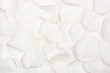 Background white rose petals