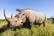 Rhinoceros in the african savannah Rhinoceros in the african savannah