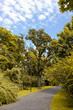 The road through the autumnal park