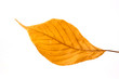 Autumn leaf on white background