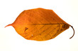 Autumn leaf on white
