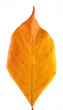 Autumn or fall leaf on white