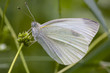 farfalla