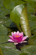 loto