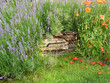 lavande et coquelicot lavande et coquelicot