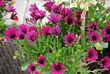 chrysanthemum