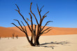 Death Vlei