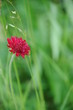 blüte in rot