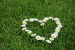 blumenherz in weiss