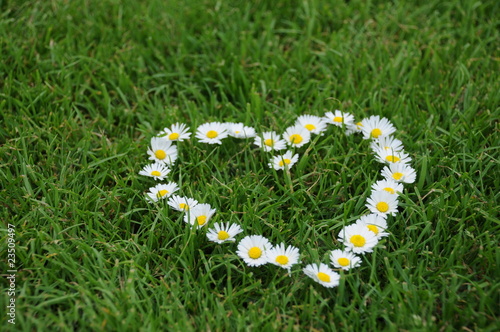 Photo: blumenherz in weiss blumenherz in weiss