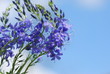 Ysop (Hyssopus officinalis )