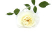 Rise blanche