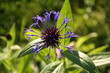 wild flower