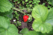 Fraise Fraise