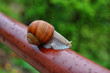 Snail Snail