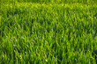 Macro shot of lush green grass Macro shot of lush green grass