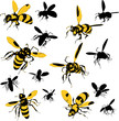 Wasps