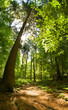 Mischwald