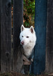 White dog peeking through fence