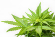 Bush of a hemp